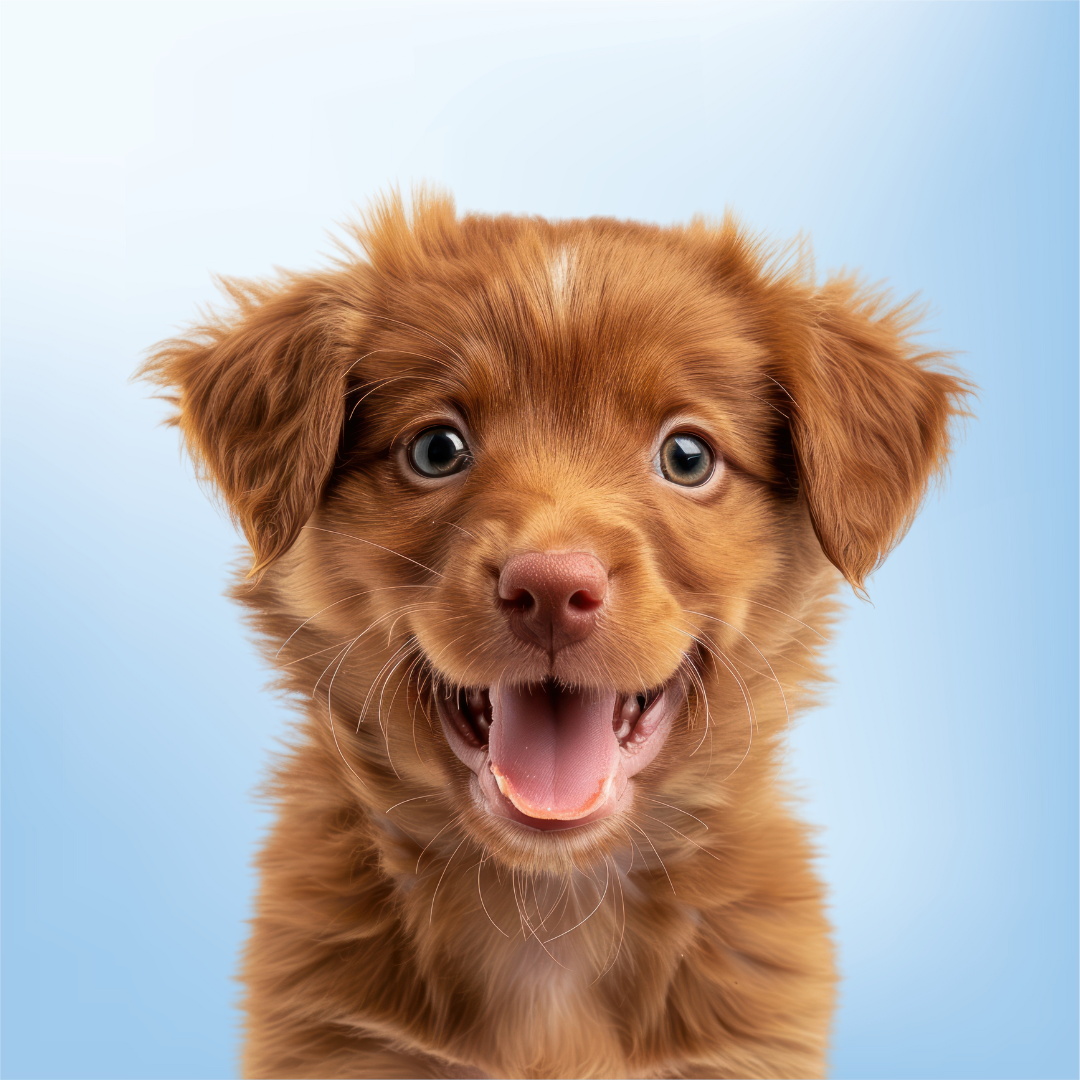 Alimento para perros