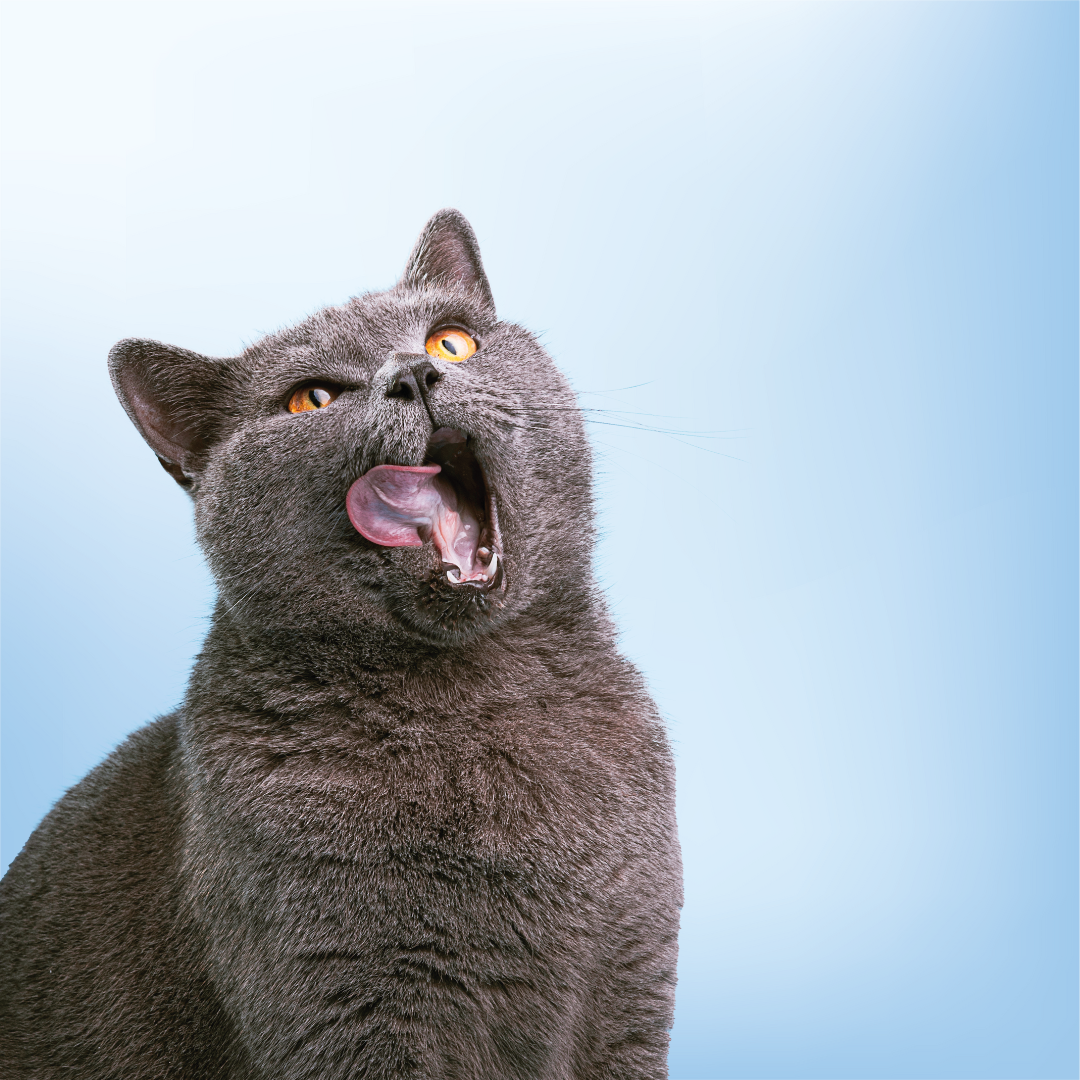 Alimento para gatos
